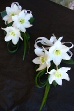 Eucharis corsages